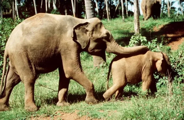 Framed Print : Indian Elephants Adult & young Sri Lanka Framed Print : Indian Elephants Adult & young Sri Lanka