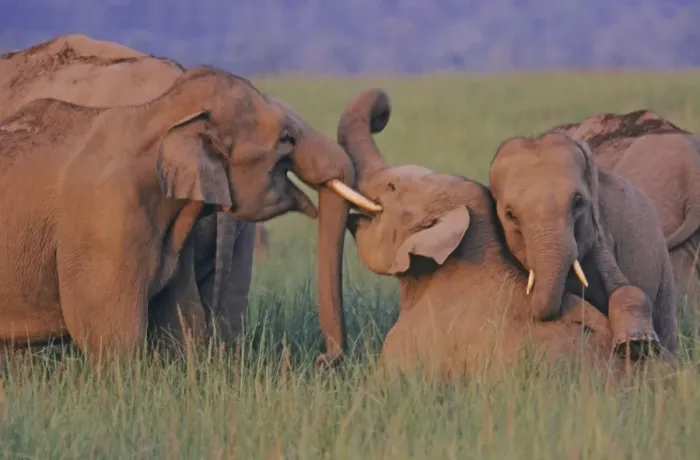 Framed Print : Indian elephants at play, Corbett National Park, India. A4 version available but is a little soft
