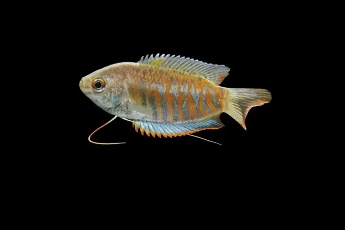 Framed Print : Indian giant gourami – male side view black background tropical freshwater Asia 002080 Framed Print : Indian giant gourami – male side view black background tropical freshwater Asia 002080