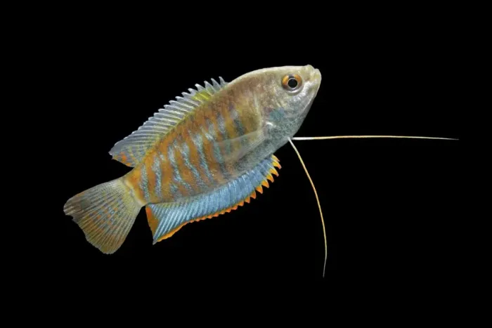 Framed Print : Indian giant gourami – male side view black background tropical freshwater Asia 002082 Framed Print : Indian giant gourami – male side view black background tropical freshwater Asia 002082