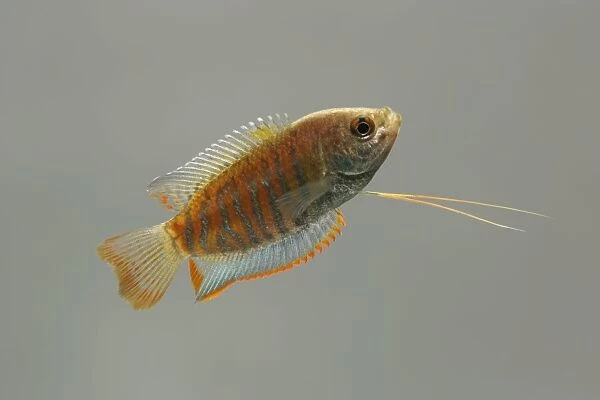 Indian giant gourami – male side view grey background tropical freshwater Asia 002077