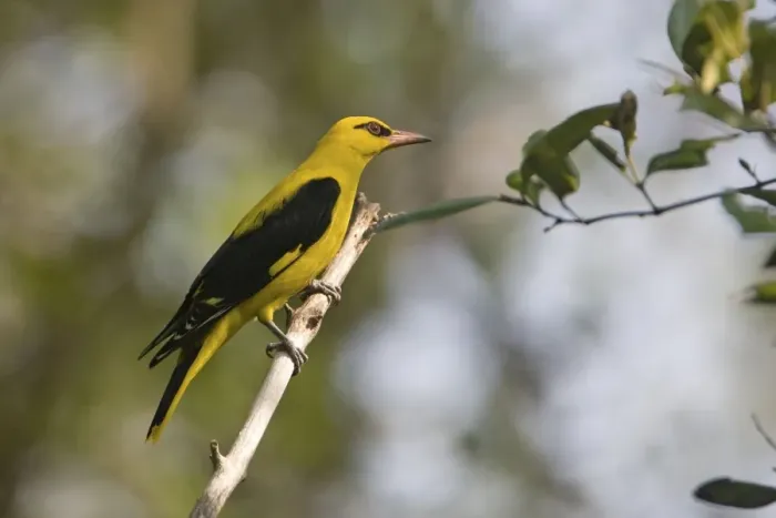 Framed Print : Indian Golden Oriole / Eurasian Golden Oriole - Salim Ali Bird Sanctuary, Tamil Nadu, India Framed Print : Indian Golden Oriole / Eurasian Golden Oriole - Salim Ali Bird Sanctuary, Tamil Nadu, India