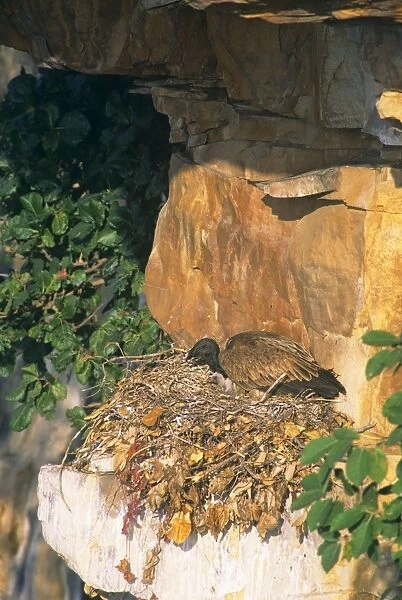 Indian Long-billed Vulture - on nest with chick central India