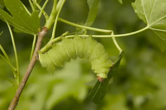 Framed Print : Indian Moon Moth - Caterpillar Framed Print : Indian Moon Moth - Caterpillar