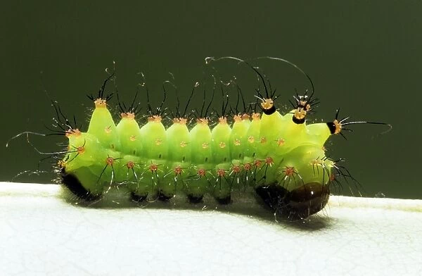 Indian Moon Moth Caterpillar