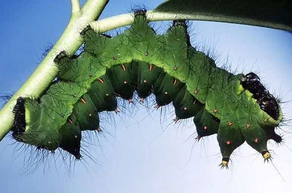 Indian Moon Moth Caterpillar
