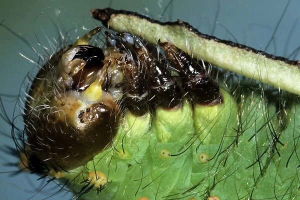 Indian Moon Moth Caterpillar - feeding