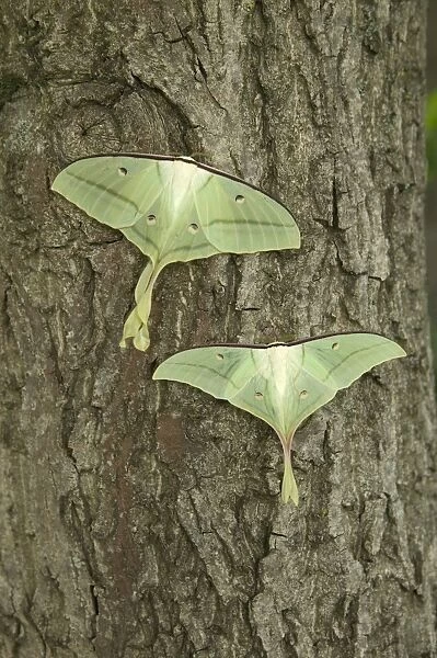Indian Moon Moth - Couple (female above)