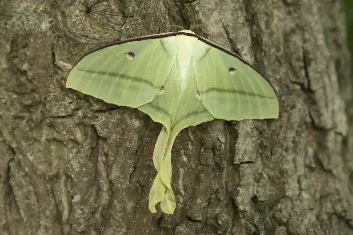 Framed Print : Indian Moon Moth - Female Framed Print : Indian Moon Moth - Female
