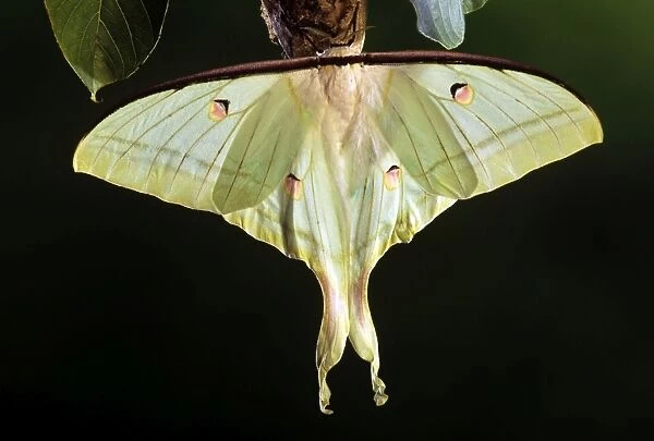 Indian Moon Moth - female