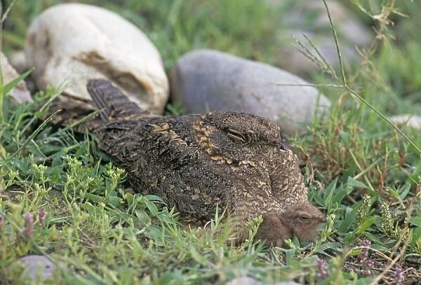 Indian Nightjar & young one - on ground Corbett National Park, India