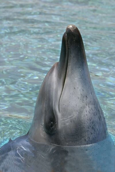 Indian Ocean Bottlenose Dolphin Delphinarium Port Elisabeth, South Africa