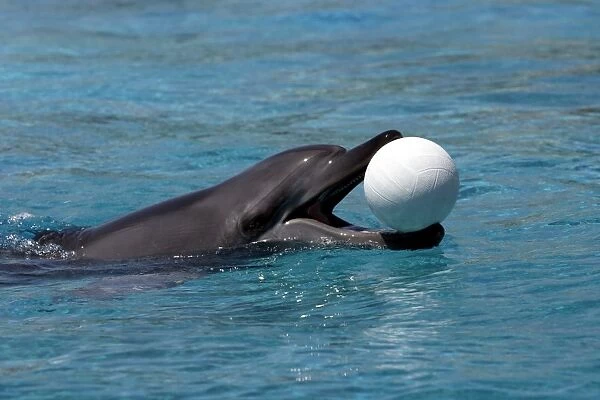 Indian Ocean Bottlenose Dophin - with ball in mouth