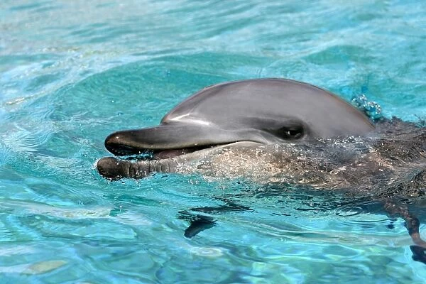 Indian Ocean Bottlenose Dophin - in water