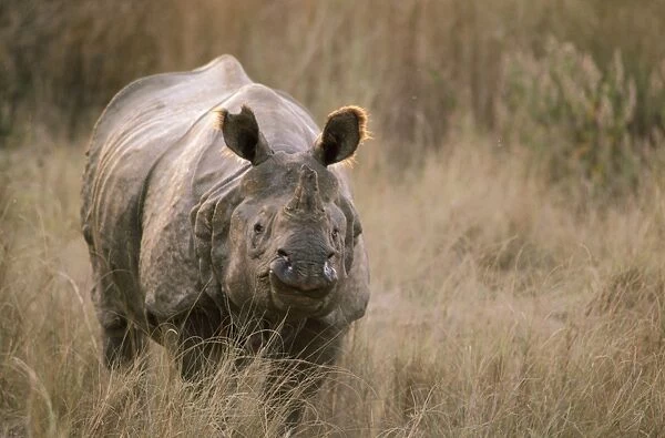 Indian One-horned Rhinoceros