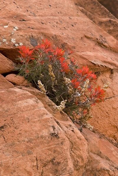 Indian paintbrush growing in rock. Zion National Park, Utah, USA