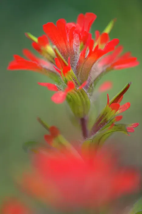 Framed Print : Indian paintbrush, Olympic National Park, Washington State Date: 20-06-2013