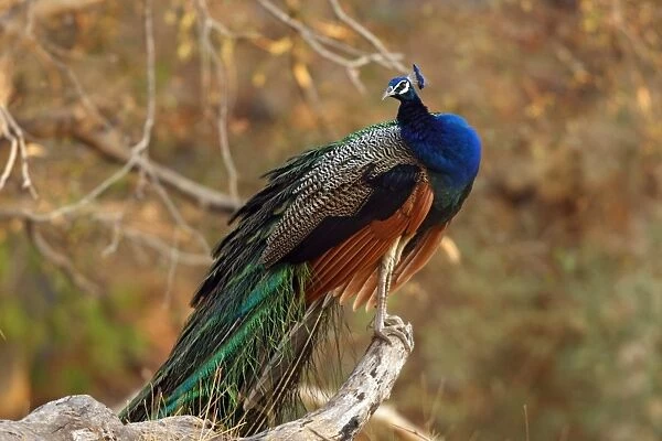 Indian Peacock on a perch, Ranthambhor National Park, India