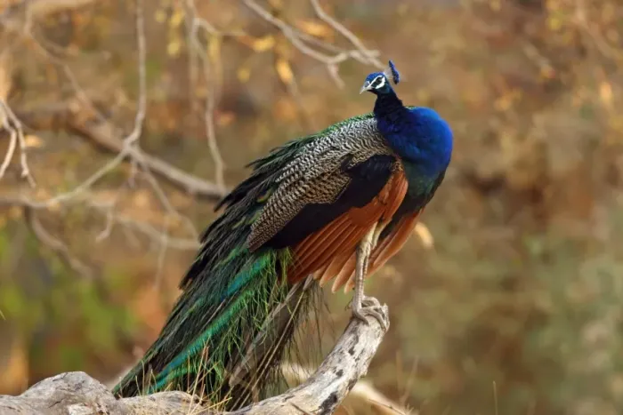 Framed Print : Indian Peacock on a perch, Ranthambhor National Park, India Framed Print : Indian Peacock on a perch, Ranthambhor National Park, India