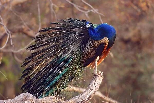 Indian Peacock - preening feathers, Ranthambhor National Park, India