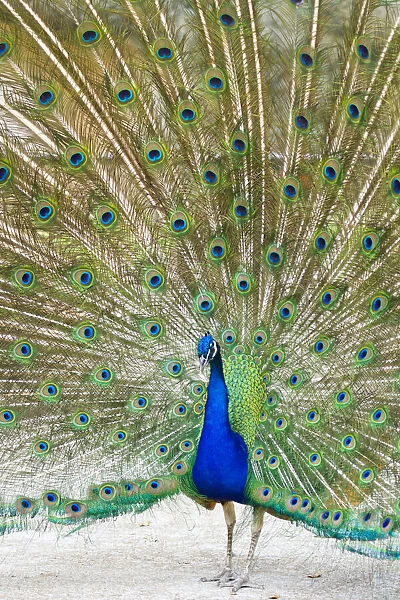 Indian Peafowl (Pavo cristata) male peacock