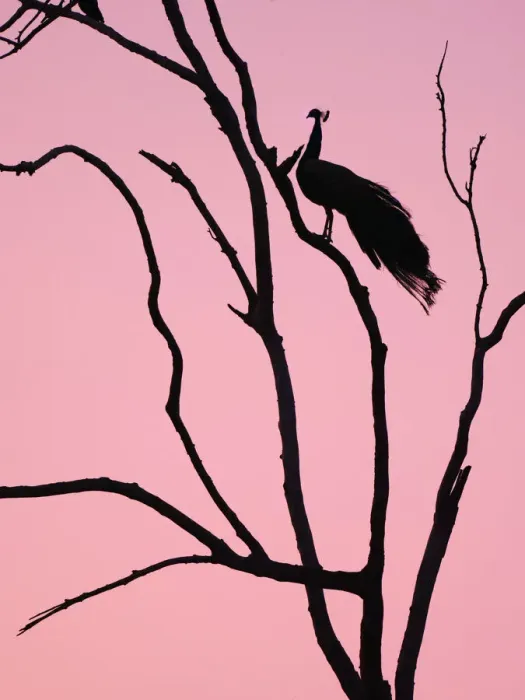 Framed Print : Indian Peafowl - in roosting tree at dawn Pavo cristatus Rajasthan, India BI032151 Framed Print : Indian Peafowl - in roosting tree at dawn Pavo cristatus Rajasthan, India BI032151