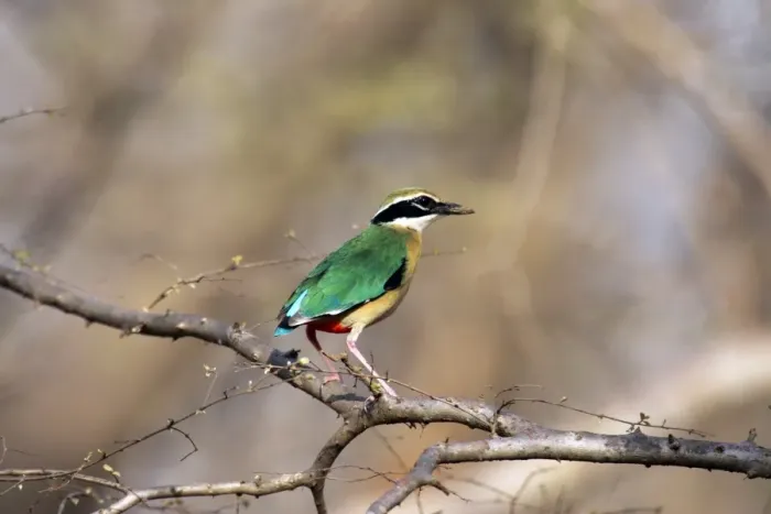 Framed Print : Indian Pitta Ranthambhore National Park, Rajasthan, India Framed Print : Indian Pitta Ranthambhore National Park, Rajasthan, India