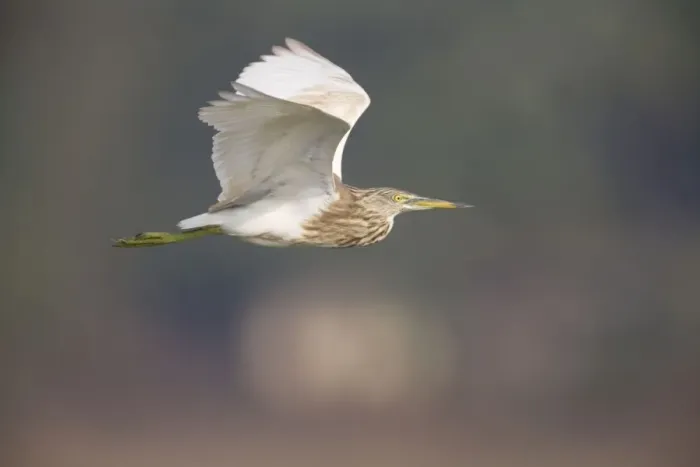 Framed Print : Indian Pond Heron - in flight Framed Print : Indian Pond Heron - in flight