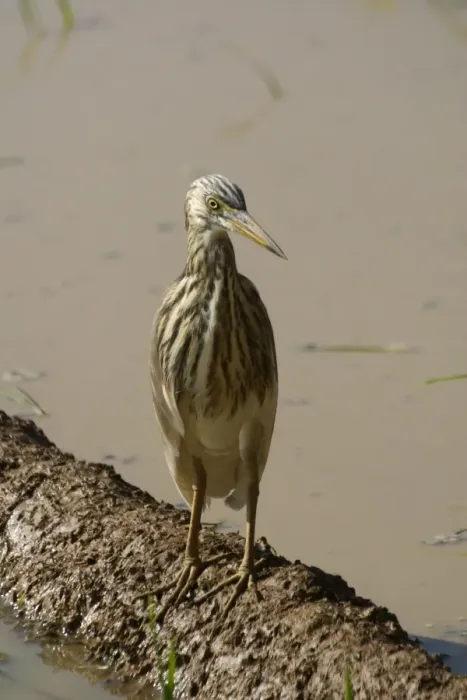 Framed Print : Indian Pond Heron Frequents inland and coastal wetlands, ponds, paddy fields and lake edges. Photographed in a rice paddy near Carambolim Lake, Goa, India, Asia Framed Print : Indian Pond Heron Frequents inland and coastal wetlands, ponds, paddy fields and lake edges. Photographed in a rice paddy near Carambolim Lake, Goa, India, Asia