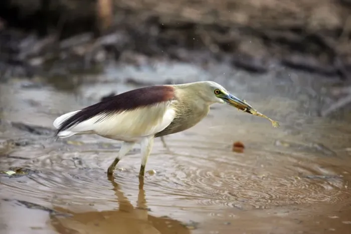 Framed Print : Indian Pond Heron - With frog prey Ranthambhore National Park, Rajasthan, India Framed Print : Indian Pond Heron - With frog prey Ranthambhore National Park, Rajasthan, India