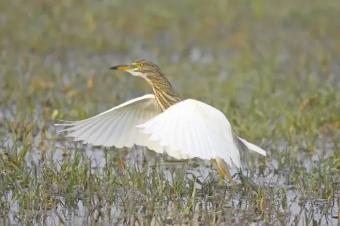Framed Print : Indian Pond Heron - hunting for prey - Keoladeo Ghana National Park - Bharatpur - Rajasthan - India BI018006 Framed Print : Indian Pond Heron - hunting for prey - Keoladeo Ghana National Park - Bharatpur - Rajasthan - India BI018006
