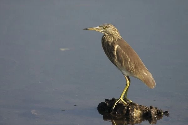 Indian Pond Heron Roosting at high tide near mangroves. Inhabits coastal and inland wetlands, paddy fields and ponds. Photographed in coastal Goa, India, Asia
