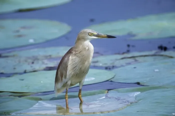 Framed Print : Indian Pond Heron - standing on water lilies Framed Print : Indian Pond Heron - standing on water lilies