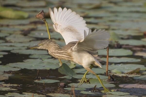Indian Pond Heron -taking flight - Candolim, Goa, India