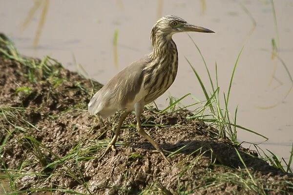 Indian Pond Heron - At waters edge. Frequents inland and coastal wetlands, ponds, paddy fields and lake edges. Photographed in a rice paddy near Carambolim Lake, Goa, India, Asia