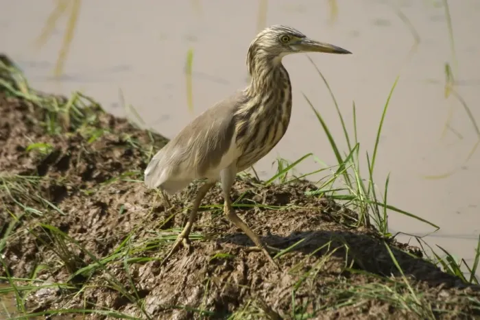 Framed Print : Indian Pond Heron - At waters edge. Frequents inland and coastal wetlands, ponds, paddy fields and lake edges. Photographed in a rice paddy near Carambolim Lake, Goa, India, Asia