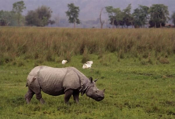 Indian Rhiniceros injured in fight with another rhino. Kaziranga National Park, India