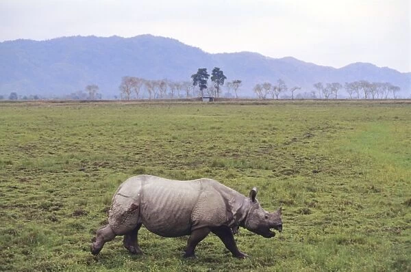 Indian Rhino injured in fight with another Rhino, Kaziranga National Park, India