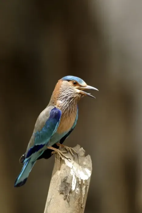 Framed Print : Indian Roller - calling from post. Bandhavgarh NP, India Framed Print : Indian Roller - calling from post. Bandhavgarh NP, India