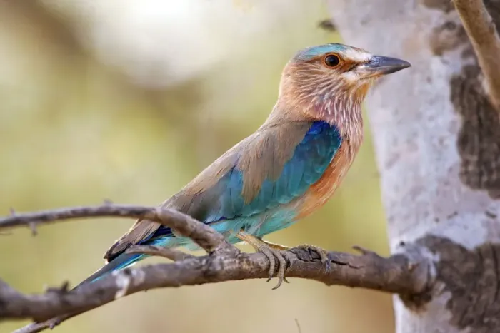 Framed Print : Indian Roller Ranthambhore National Park, Rajasthan, India Framed Print : Indian Roller Ranthambhore National Park, Rajasthan, India
