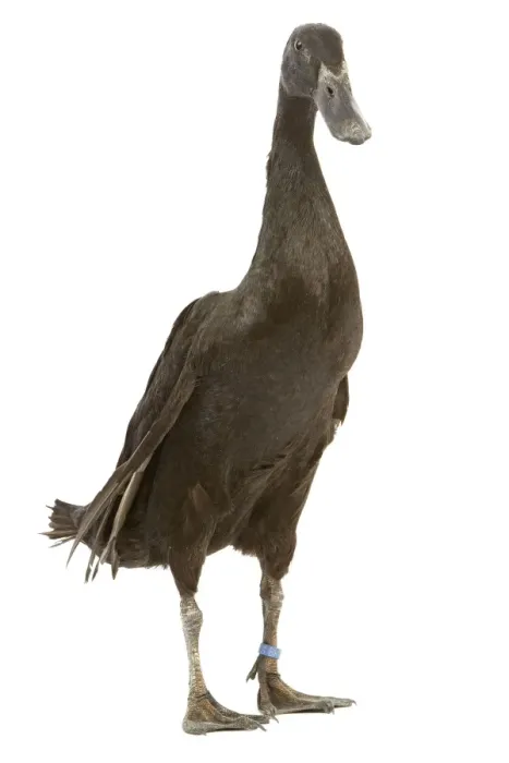 Framed Print : Indian Runner Duck - in studio Framed Print : Indian Runner Duck - in studio