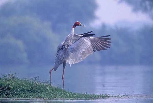 Indian Saras Crane flapping wings, Kepladeo National Park, India