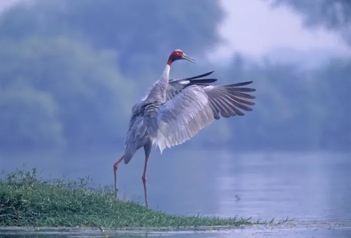 Framed Print : Indian Saras Crane flapping wings, Kepladeo National Park, India Framed Print : Indian Saras Crane flapping wings, Kepladeo National Park, India