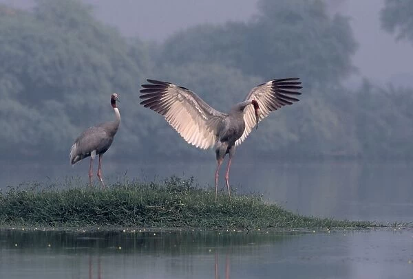 Indian Sarus Crane dancing. Keoladeo National Park, India