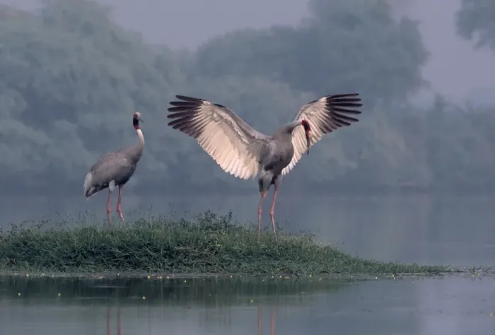 Framed Print : Indian Sarus Crane dancing. Keoladeo National Park, India Framed Print : Indian Sarus Crane dancing. Keoladeo National Park, India