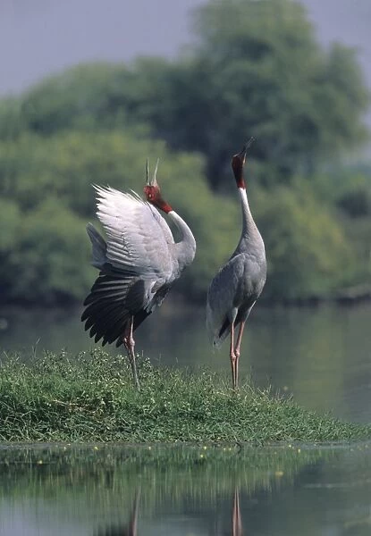 Indian Sarus Crane giving unison call. Keoladeo National Park India
