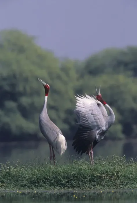 Framed Print : Indian Sarus Crane giving unison call. Keoladeo National Park India Framed Print : Indian Sarus Crane giving unison call. Keoladeo National Park India