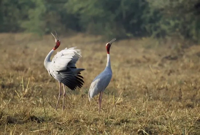 Framed Print : Indian Sarus Crane - territorial display Keoladeo National Park, India Framed Print : Indian Sarus Crane - territorial display Keoladeo National Park, India
