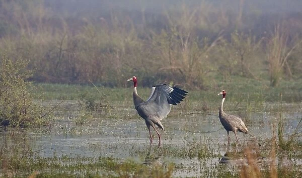 Indian Sarus Cranes - in the wetland