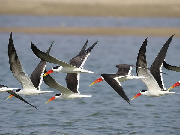 Indian Skimmer - flock in flight Rynchops albicollis Rajasthan, India BI032010